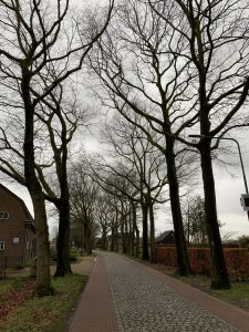 https://gilzerijen.pvda.nl/nieuws/pvda-stemde-tegen-kaalkap-van-bijna-eeuw-oude-bomen-in-molenschot/
